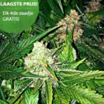 Master Kush wietzaden