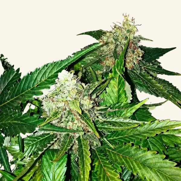 Flowering Master Kush cannabis plant
