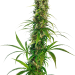 Mexican Sativa wietzaden