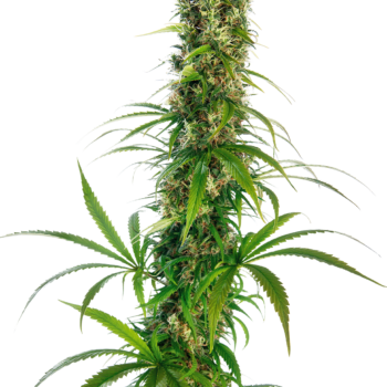 Mexican Sativa wietzaden