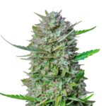 Mimosa Gold autoflower