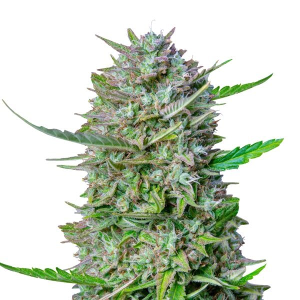 Mimosa Gold autoflower 25 PACK - Afbeelding 1