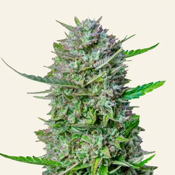 Bloeiende top van wietplant Mimosa Gold autoflower
