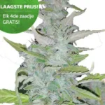 Moon Rock Kush wietzaden