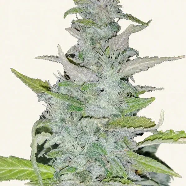 Flowering Moon Rock Kush cannabis plant