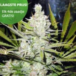 Northern Lights wietzaden