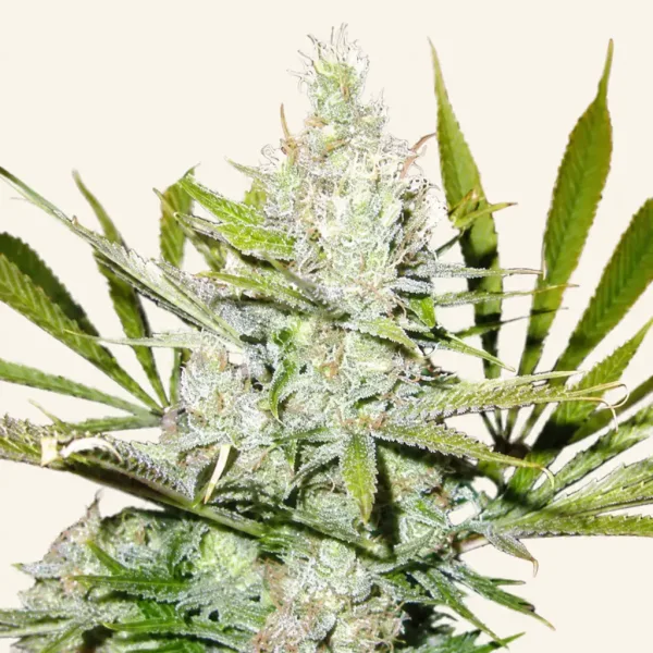 Flowering Northern Lights cannabis plant