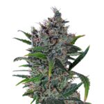 North Thunderfuck gold