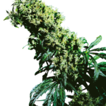 Nothern Light 5 x Haze feminized