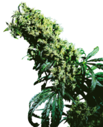 Nothern Light 5 x Haze feminized