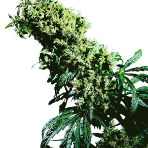 Northern Lights 5 x Haze Feminizada