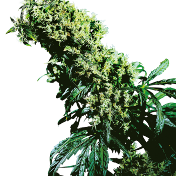 Nothern Light 5 x Haze feminized