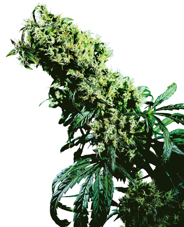 Nothern Light 5 x Haze feminized