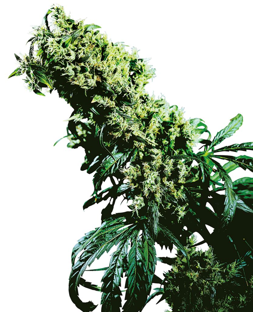 Nothern Light 5 x Haze feminized