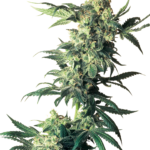 Northern Light Wietzaadjes