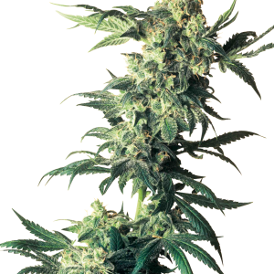 Semillas Northern Lights Cannabis