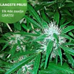 Northern lights Autoflower wietzaden