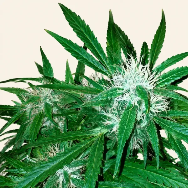 Flowering Northern lights Autoflower cannabis plant