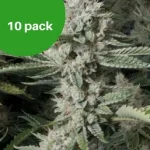 OG Kush Paquet 10