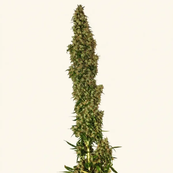Flowering Original Afghani #1 cannabis plant