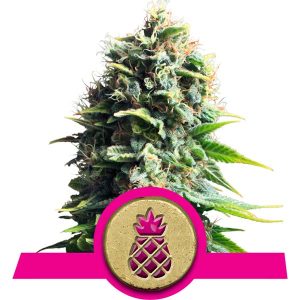 Pineapple Cannabis Seeds