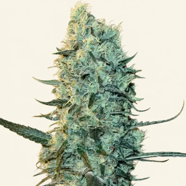 Blühende Cannabispflanze Power plant