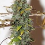 5- Pack Purple Bud reguliere wietzaden