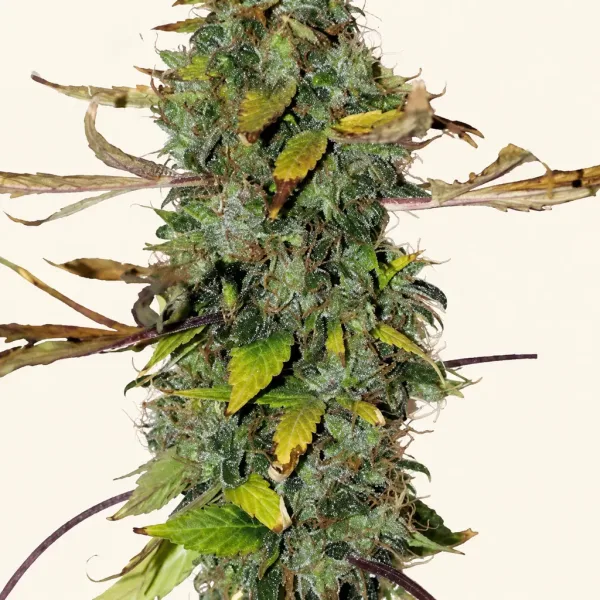 Flowering Purple Bud cannabis plant