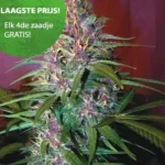 Purple Haze wietzaden
