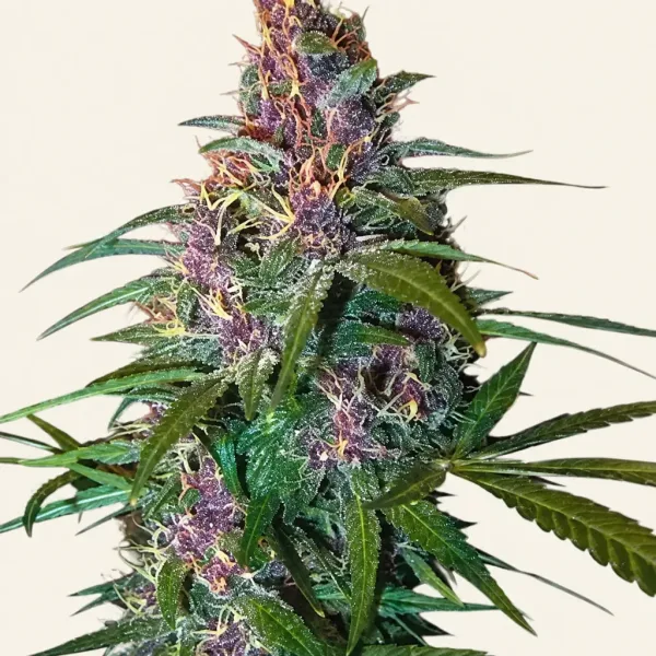 Flowering Purple Haze cannabis plant