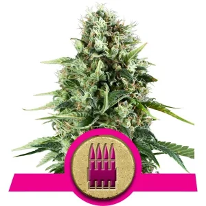 Graines de Cannabis Royal AK