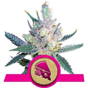 Royal Cheese Cannabis Seeds