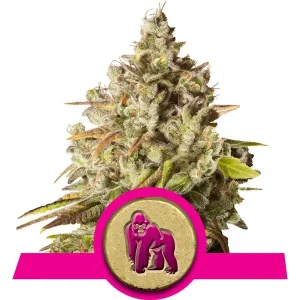 Royal Gorilla cannabis seeds