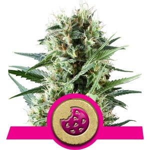 Graines de cannabis Royal Cookie