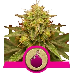 Graines de Cannabis Royal Domina