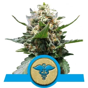 Semillas de Cannabis Royal Medic