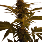 Runtz autoflower wietzaden