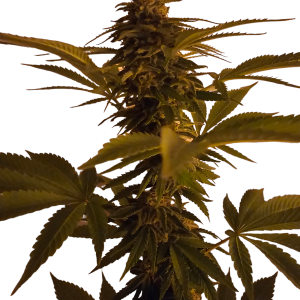 Semi di Cannabis Runtz Autoflower