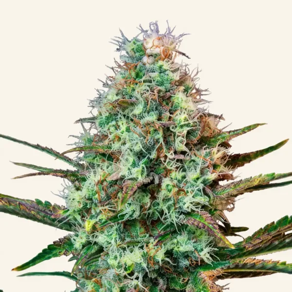 Flowering Golden Runtz cannabis plant