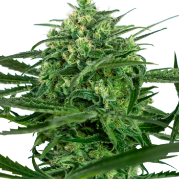 Sensi Amnesia wietzaden