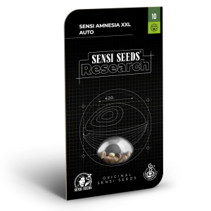 Sensi Amnesia XXL autofloraison