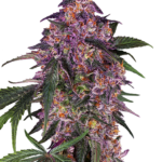 Sensi Seeds purple kush wietzaden
