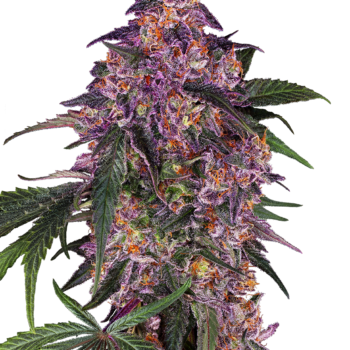 Sensi Seeds purple kush wietzaden