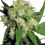 Sensi Skunk wietzaden