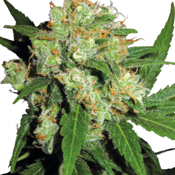 Sensi Skunk wietzaden