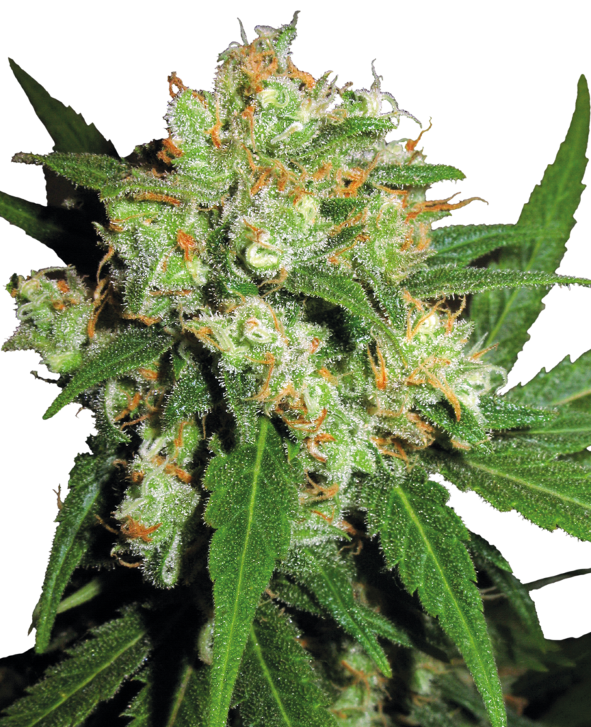 Sensi Skunk wietzaden
