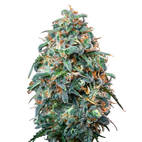 Sherbet Queen gold autoflower 25 pack - Afbeelding 1