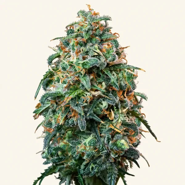 Bloeiende top van wietplant Sherbet Queen gold autoflower