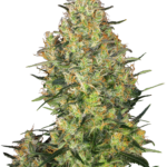 Shiva skunk wietzaden