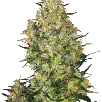 Shiva skunk wietzaden